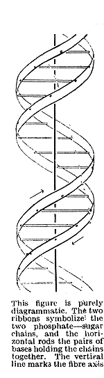 original figure from 1953 Nature article