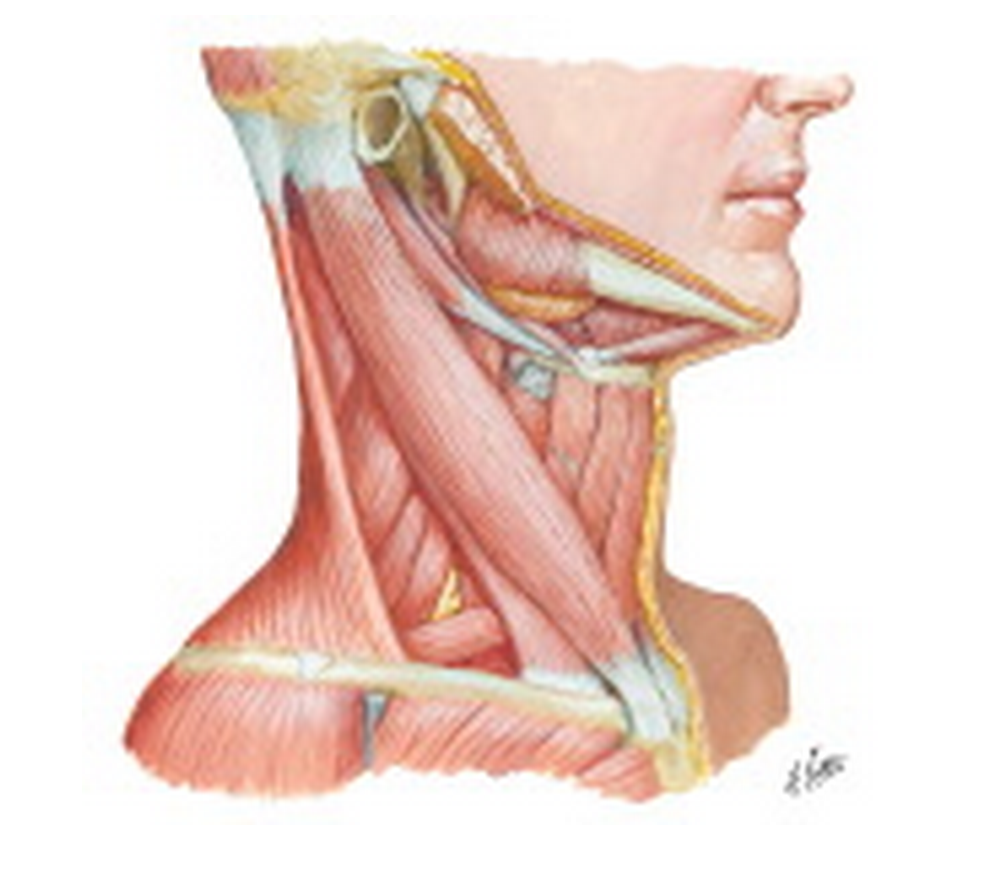 Netter's anatomy