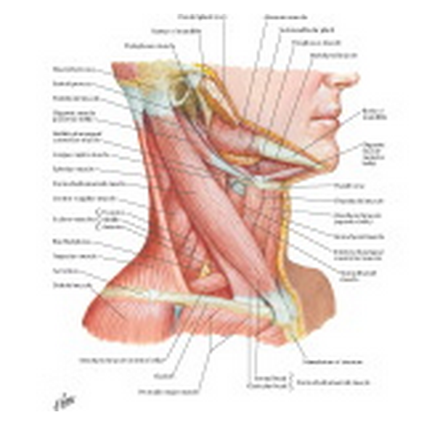 Netter's anatomy with callouts